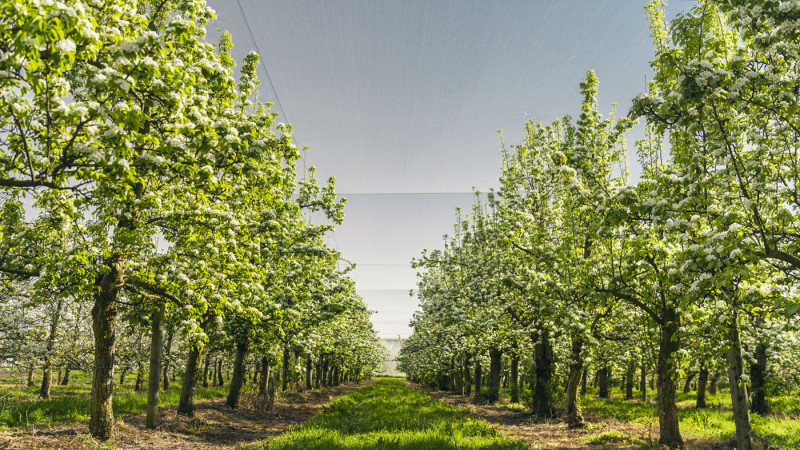 Apple orchard 1 c NZAPI