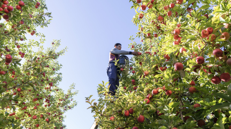272933 worker on ladder in apple orchard