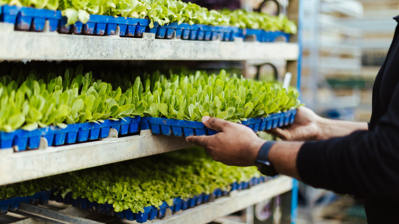 273290 grower inspecting seedlings
