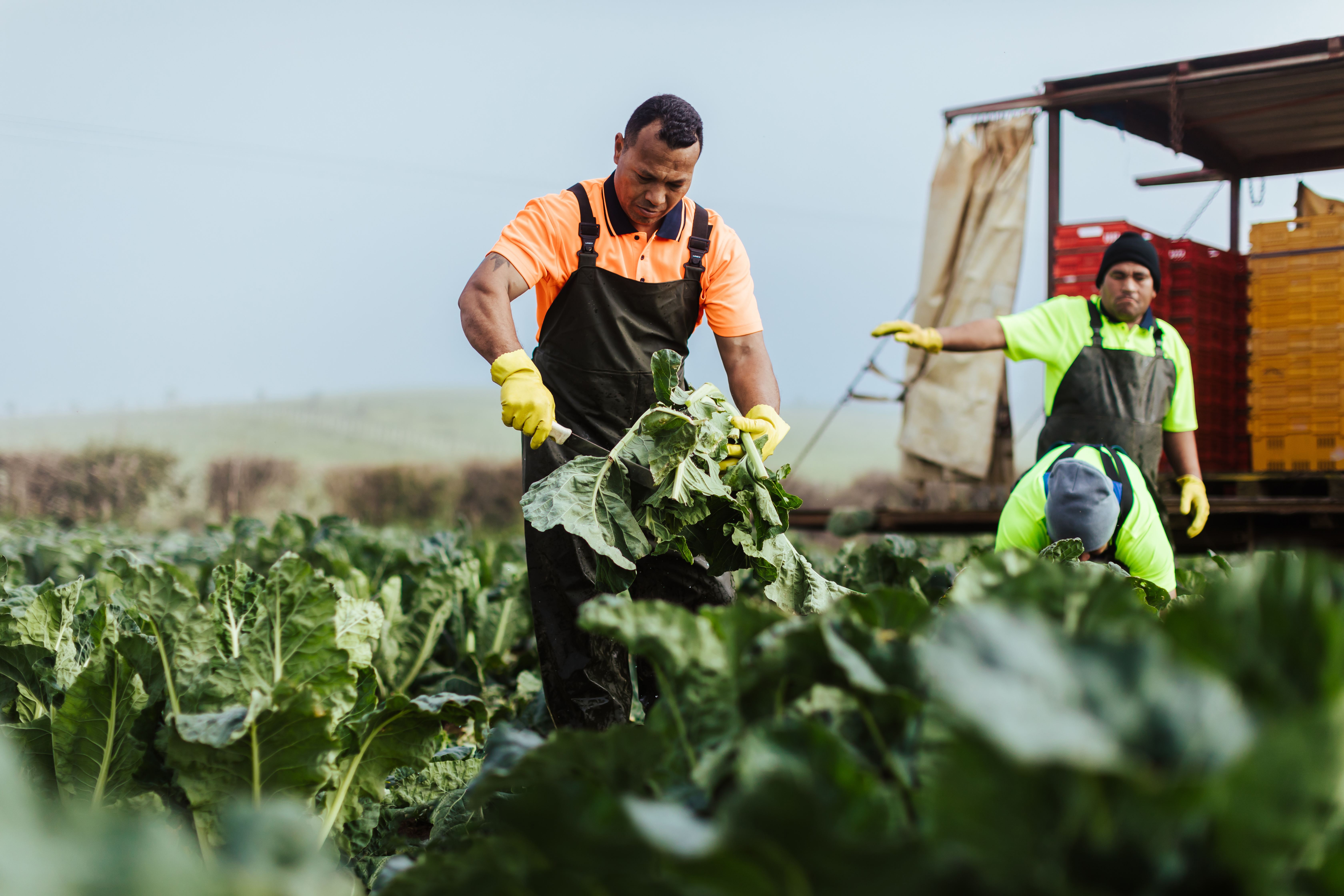 273302 harvesting cauliflower