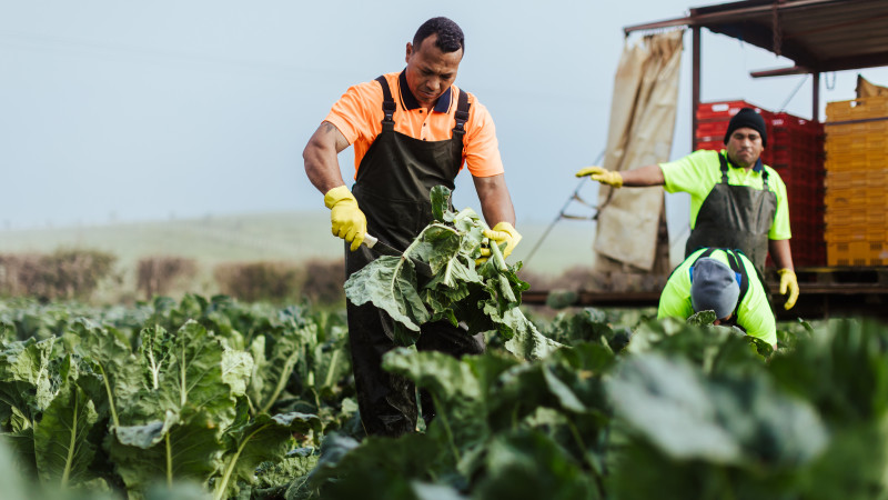 273302 harvesting cauliflower