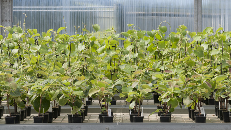 273343 plant nursery (1)