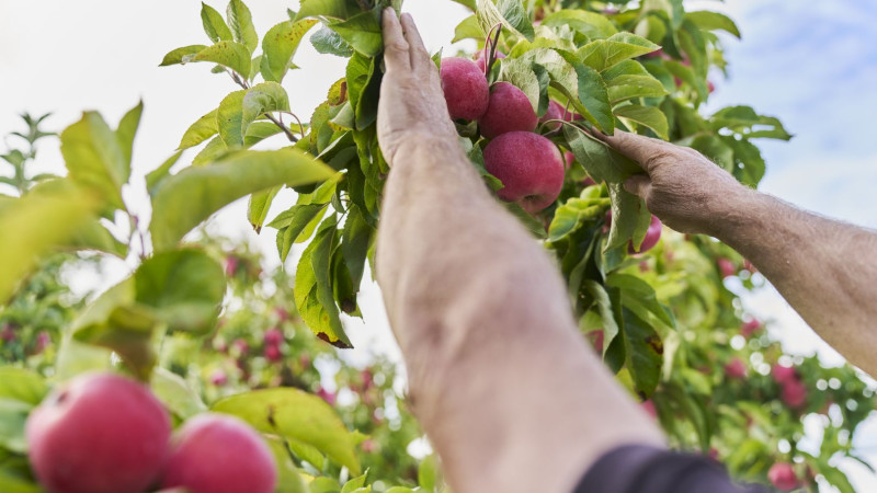 663693 apple orchard web 1920p