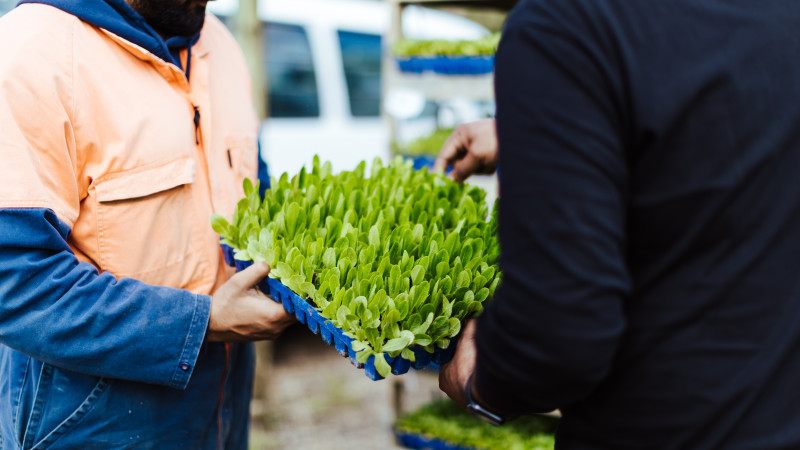 NZSTORY GROWERS 279