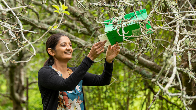 entomologist Asha Chhagan is researching the guava moth