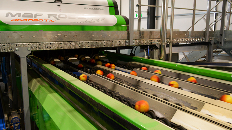 summerfruit grader machine