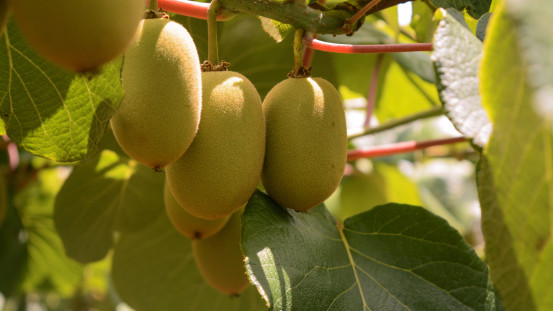 Kiwifruit vine
